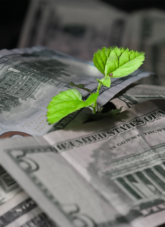 plant growing out of dollar bills what is a reasonable rate of return during retirement